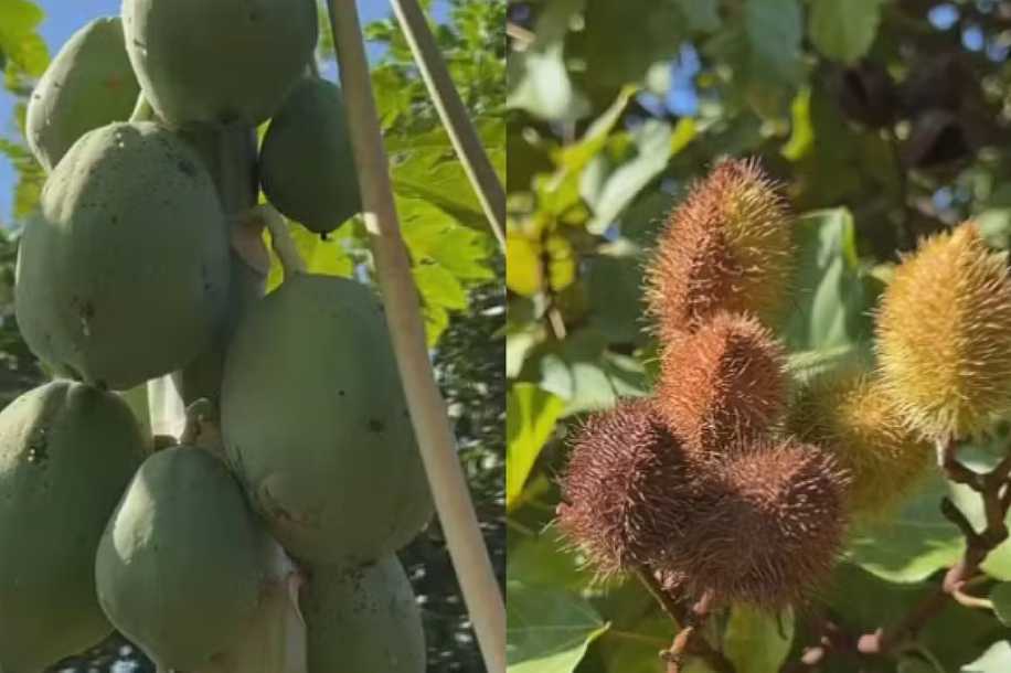 Dia da Árvore: morador cria pomar comunitário com mais de 30 espécies de árvores frutíferas