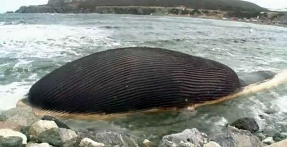 Carcaça de baleia-azul ´prestes a explodir´ no Canadá