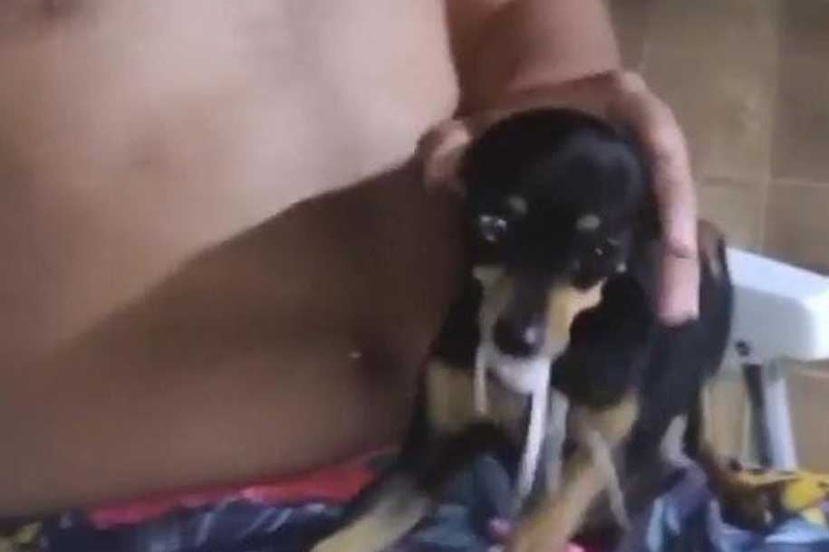 Estudante de Veterinária é denunciado por torturar um cachorro de estimação no interior de SP