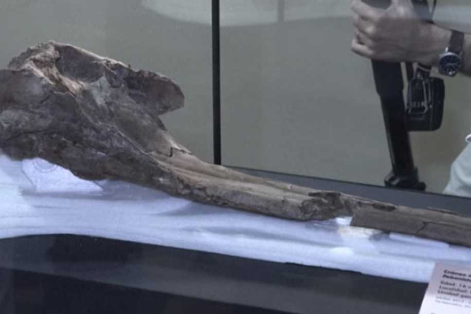 Pesquisadores encontram crânio de golfinho gigante na Amazônia