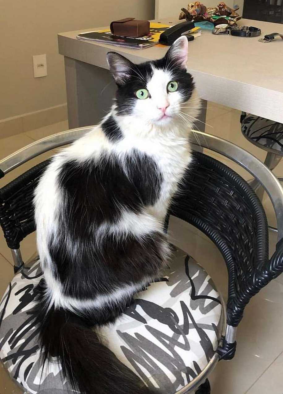 Bióloga denuncia morte de gato de estimação e faz campanha contra maus-tratos dentro de condomínio