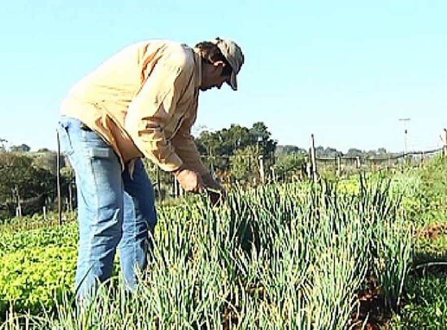 Produtores redobram atenção com hortas durante o frio no interior de SP