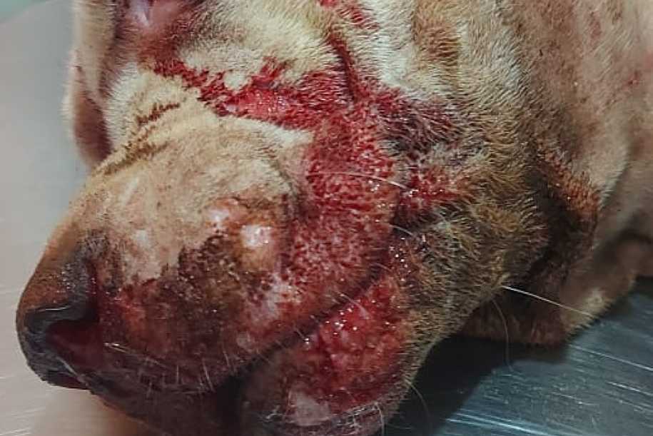 Gari é preso após espancar cachorro com pauladas
