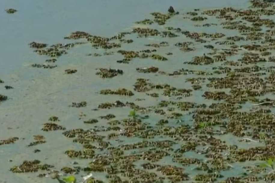 Pescadores ainda não receberam auxílio prometido após mortandade de peixes no noroeste paulista