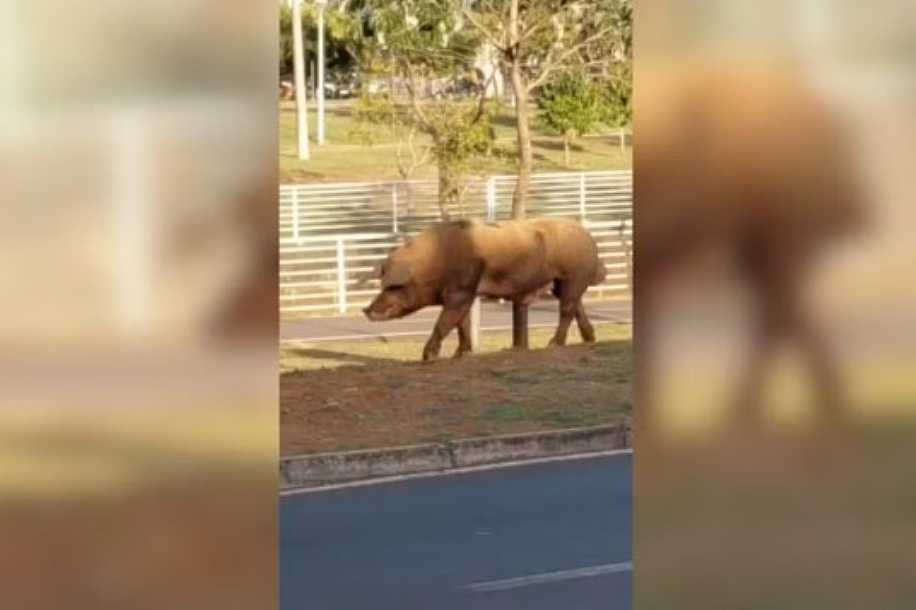 Porco é flagrado circulando por pista de caminhada em avenida de Rio Preto