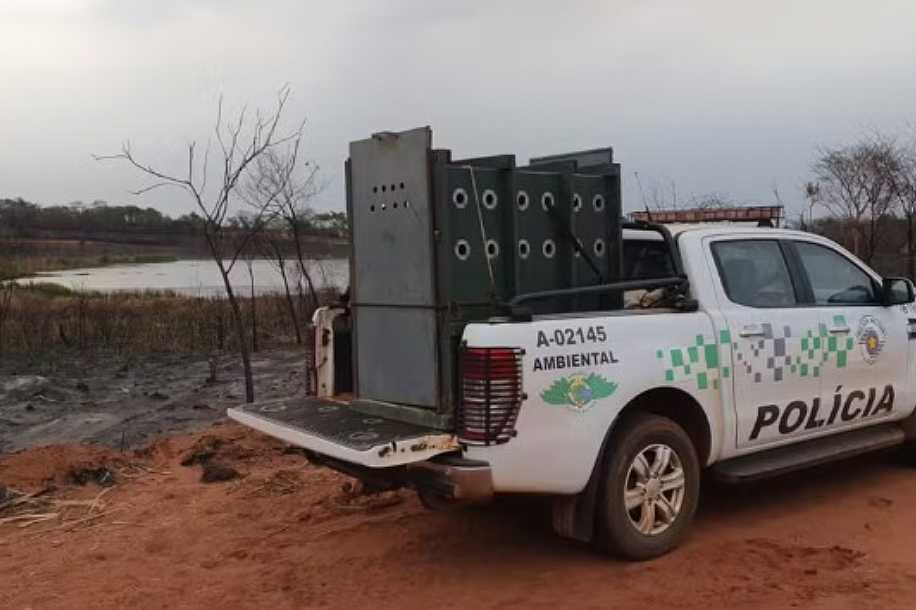 Ameaçada de extinção, anta é resgatada com queimaduras e cegueira após incêndio em canavial