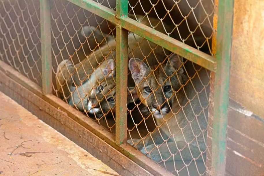 Filhotes de onça-parda resgatados ao se perderem da mãe são transferidos de zoobotânico no interior de SP