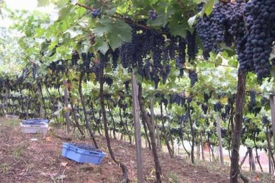 Governo autoriza o registro de 12 genéricos usados na formulação de agrotóxicos