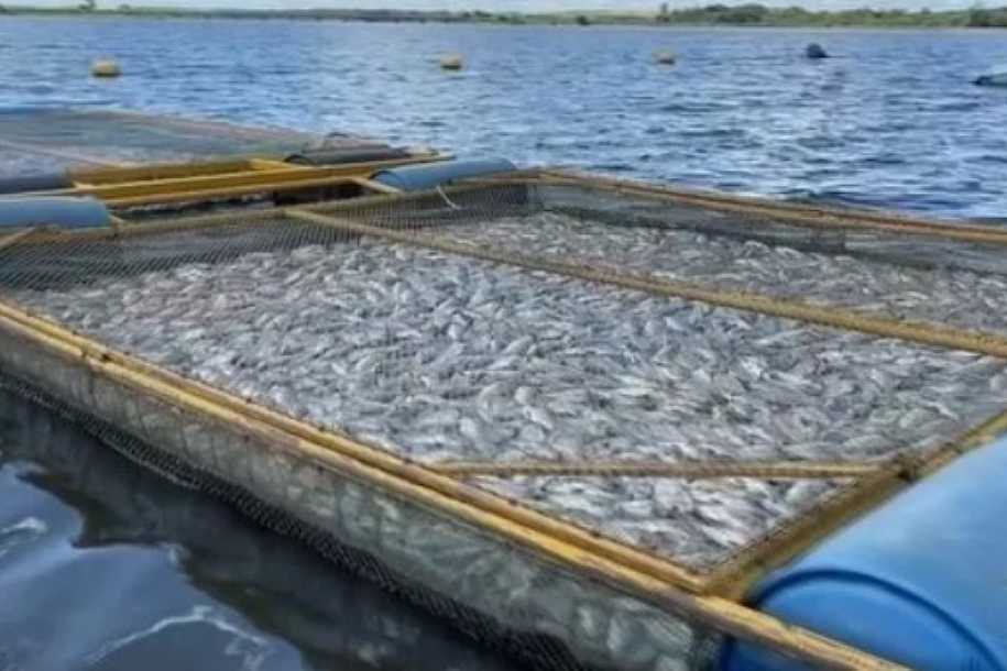 Criador de tilápias estima ter tido prejuízo de quase R$ 1 milhão com milhares de peixes encontrados mortos