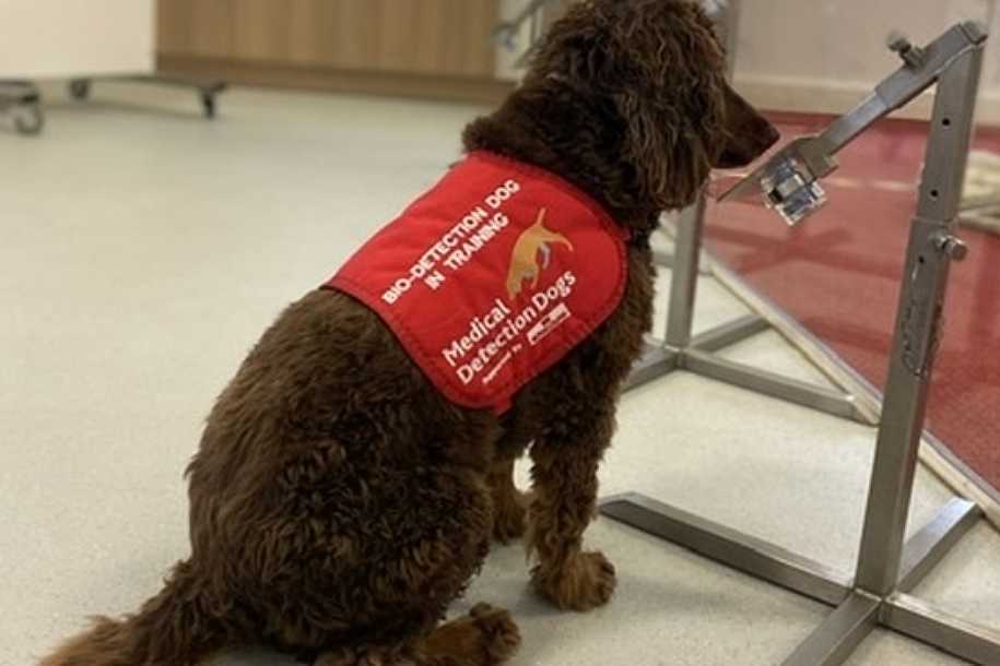 Cães são treinados para sentir o cheiro da covid-19 em pessoas assintomáticas