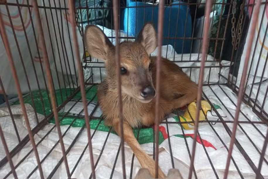 Homem é preso suspeito de manter pássaros nativos em gaiolas e filhote de veado em cativeiro