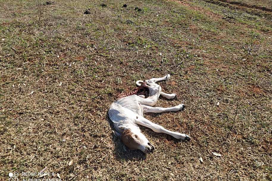 Produtor rural de Rubinéia é multado em R$ 24 mil por maus-tratos a animais