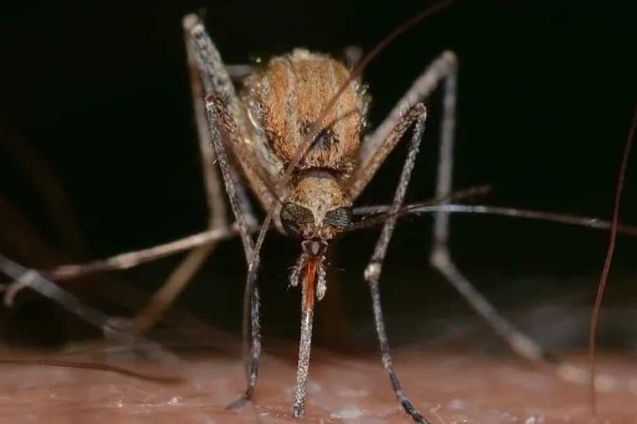 SP confirma dois primeiros casos de Febre do Nilo Ocidental em humanos no estado