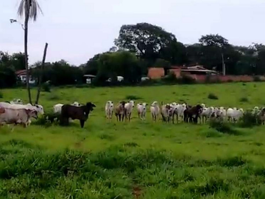 Polícia recupera gado furtado em propriedade rural de Rio Preto