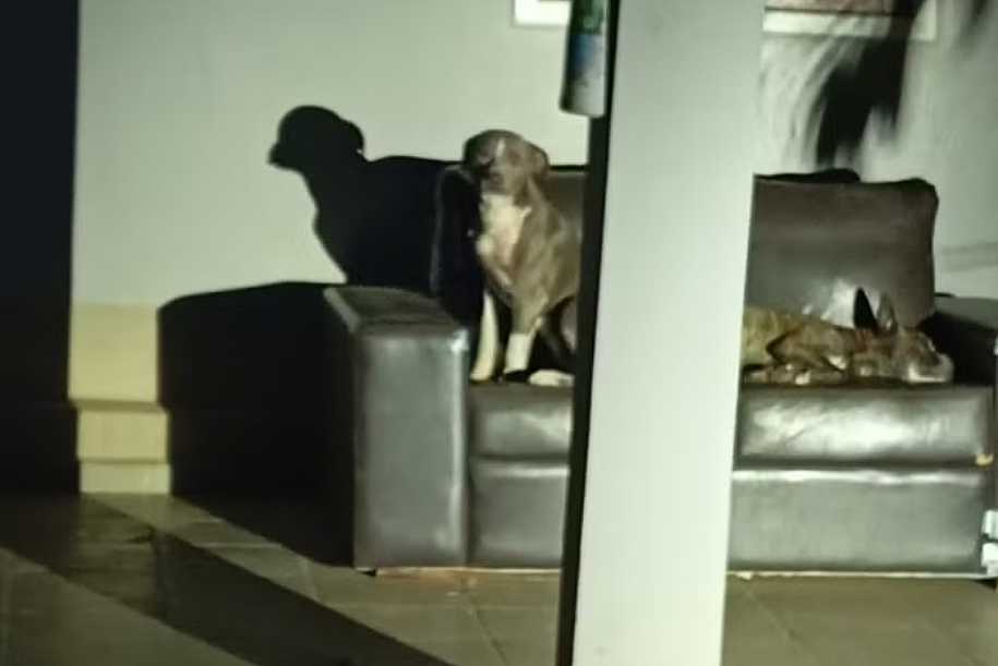 Tutores de pit bulls que mataram mulher em Penápolis são condenados por homicídio culposo