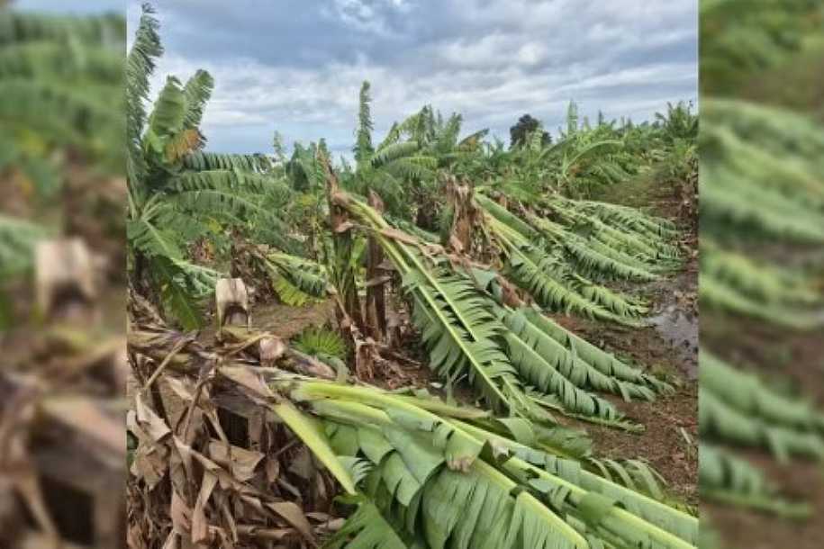 Chuva causa estragos e prejuízos a produtores rurais em Cedral