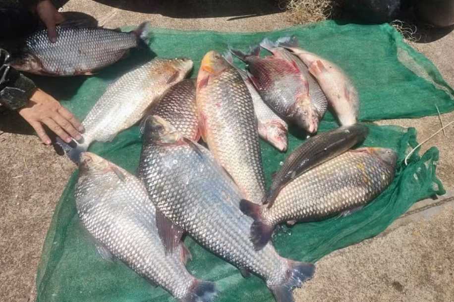 Dupla é flagrada com 32 kg de peixes e recebe R$ 3,2 mil em multas no interior de SP