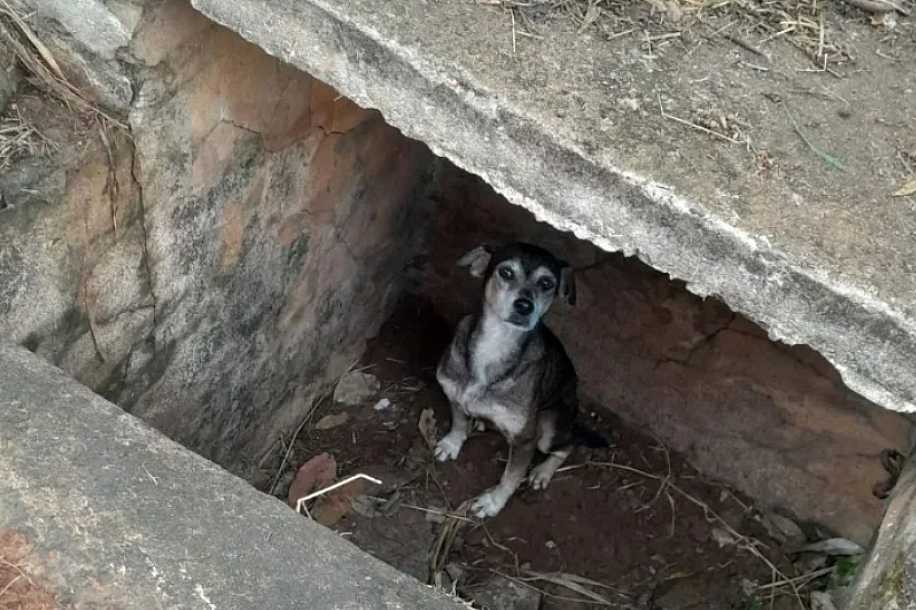 Cachorro cai em galeria aberta e é resgatado por morador no Roque Viola em Jales