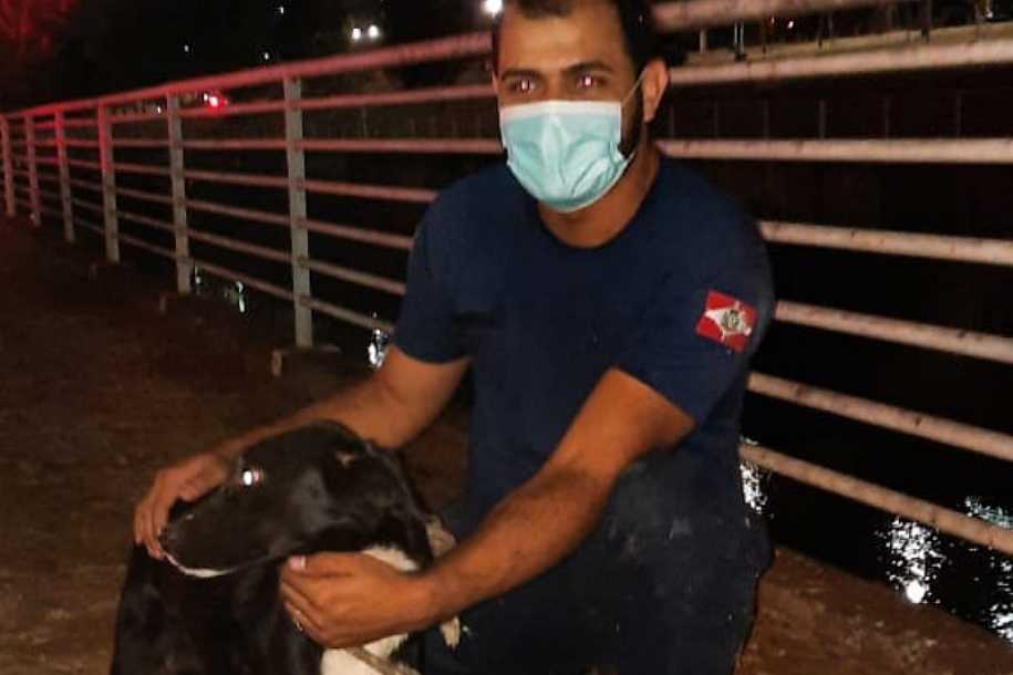 Cadela é resgatada depois de três dias dentro de rio;