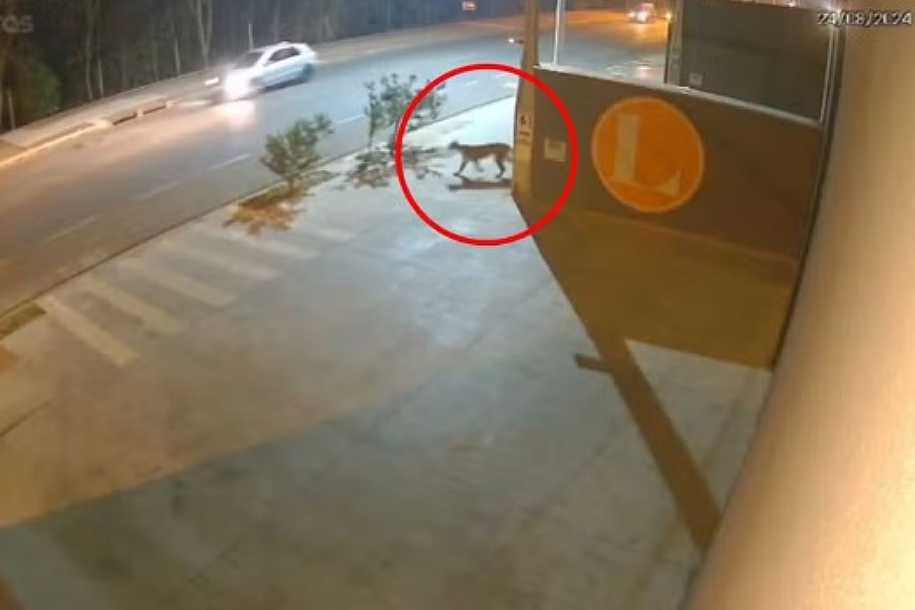VÍDEO: Onça parda é flagrada em área urbana no interior de SP