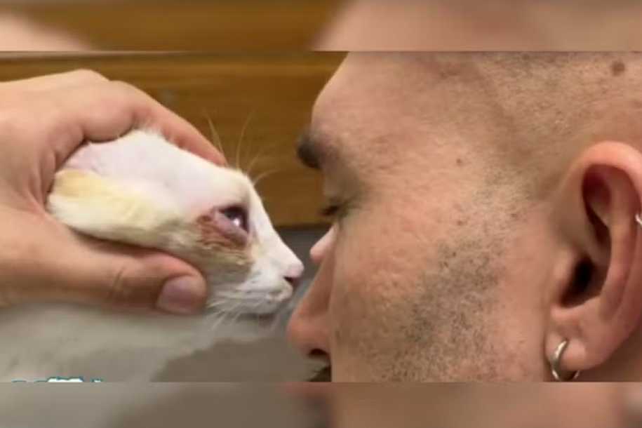 Cardiologista, oftalmo e até dermato: veterinários especialistas ampliam atendimento aos pets