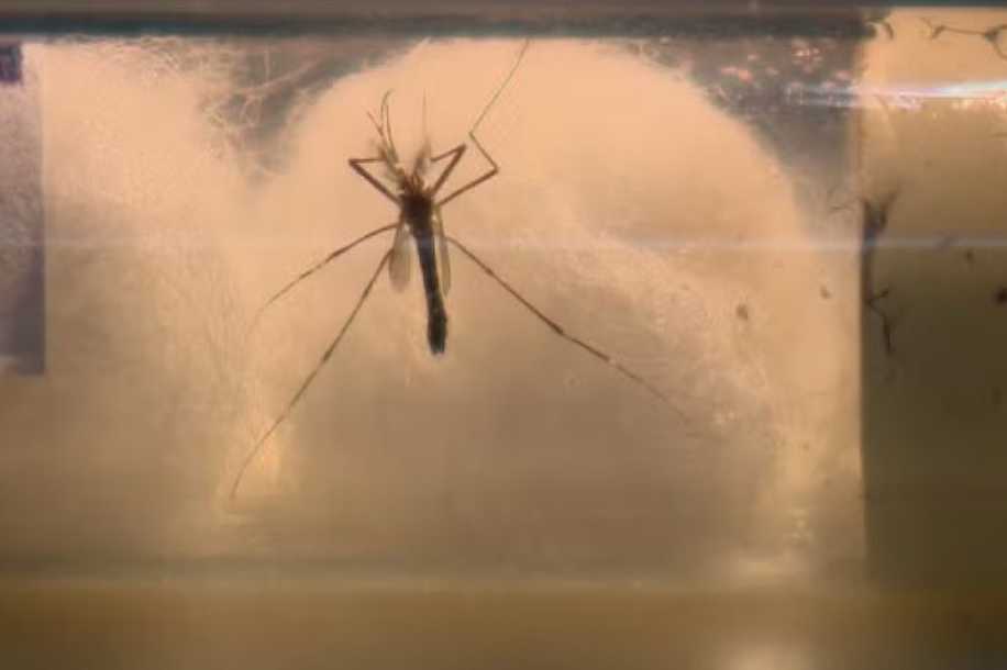 Secretaria da Saúde de Votuporanga confirma 14ª morte por dengue no ano