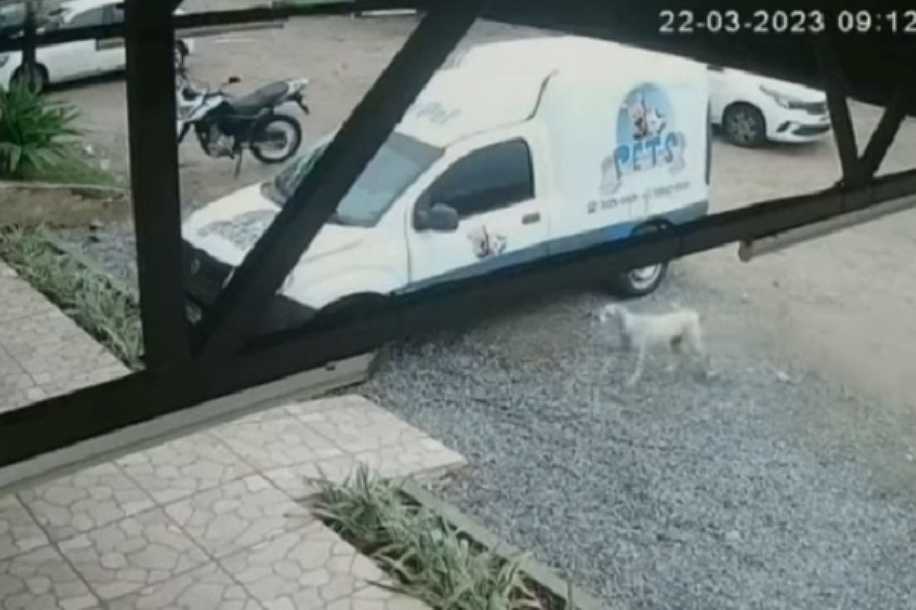 Cadela desaparecida percorre 13 km até achar pet shop em que foi adotada