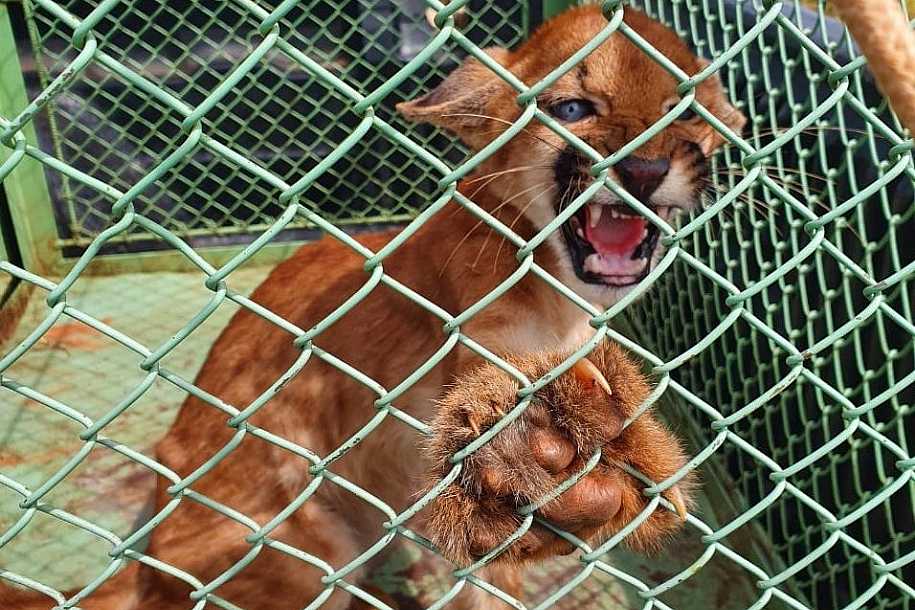 Polícia Ambiental resgata filhote de onça-parda que estava em sítio