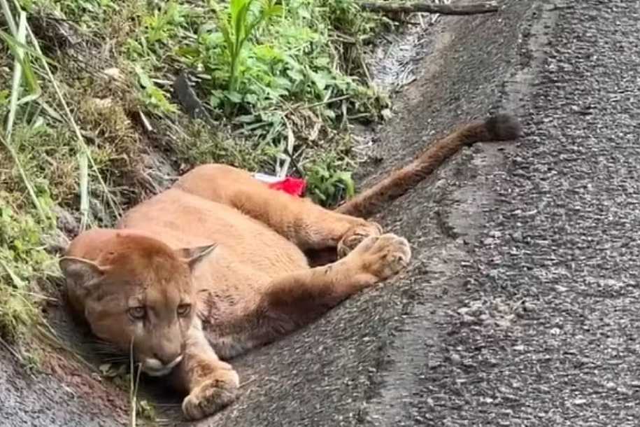 Onça-parda é resgatada e levada para zoo após ser atropelada na BR-153 em Rio Preto