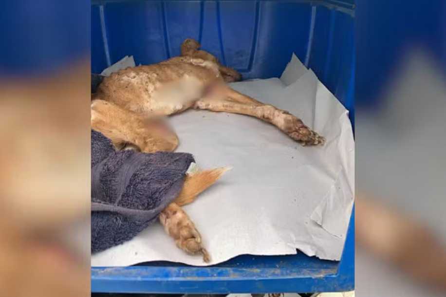 Tutor é multado em R$ 6 mil após cachorra morrer de leishmaniose em Penápolis