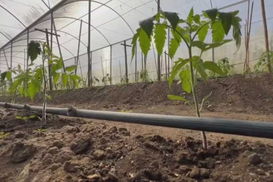 Número de jovens no campo diminui no interior de SP e acende alerta para sucessão no agro