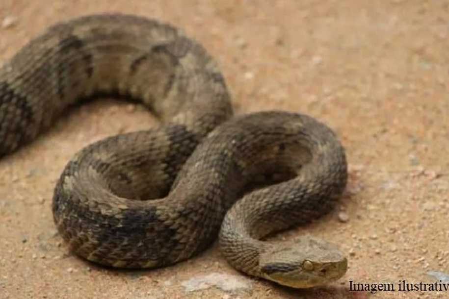 MORADOR DE RUBINEIA MORRE APÓS SER PICADO POR JARARACA