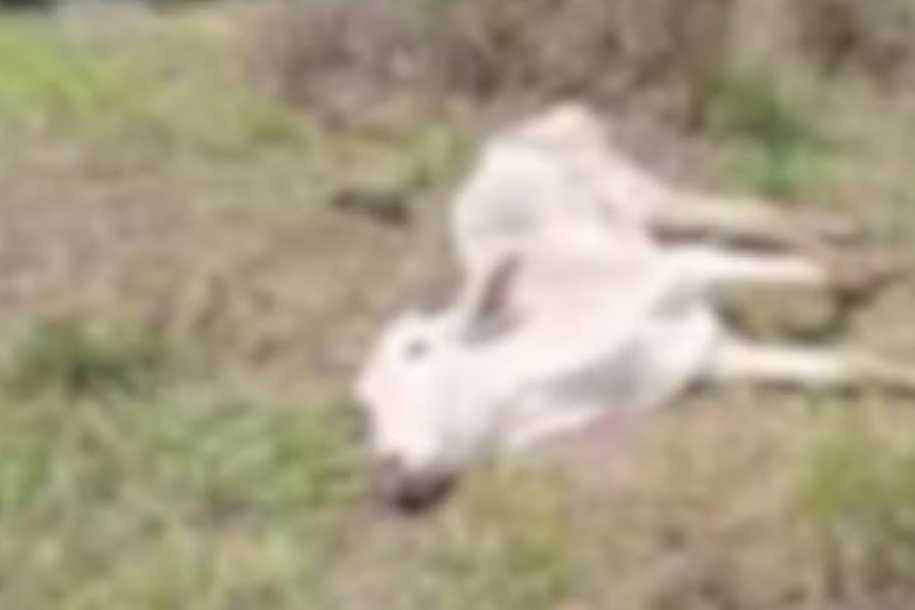 Polícia multa em R$ 507 mil dono de fazenda onde gado morreu por desnutrição no interior de SP
