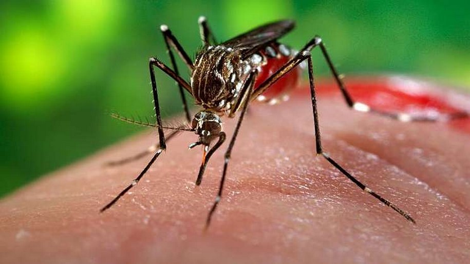 Saúde confirma 1º caso de vírus da zika em gestante de Votuporanga