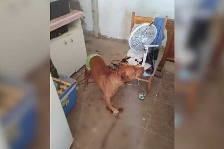 Idoso salvo por pitbull após ser agredido pelo filho cuida do animal todos os dias: ´Um herói´, diz neto da vítima