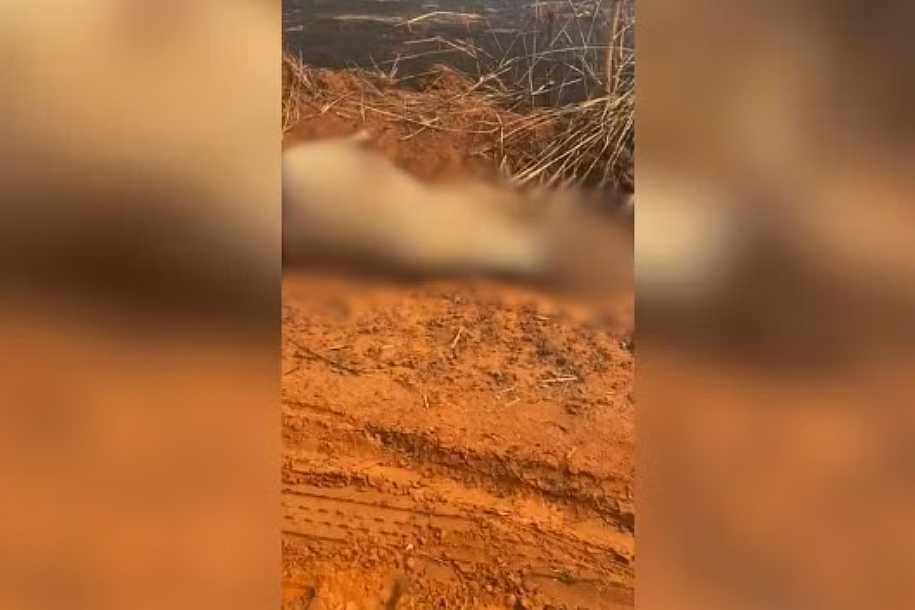 Animais morrem durante incêndio em área de pastagem de Santo Antônio do Aracanguá
