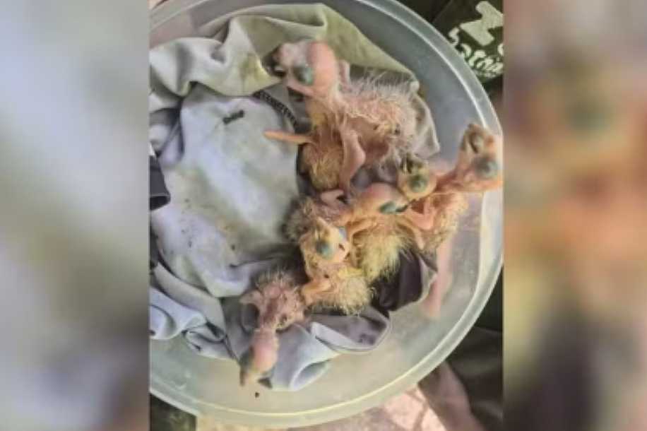 Filhotes de papagaio-verdadeiro são resgatados após serem anunciados para venda em aplicativo
