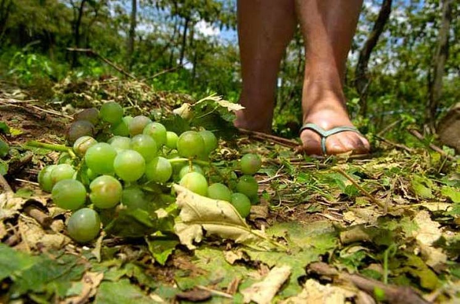 Temporal destrói plantações de uva e laranja em Vitória Brasil