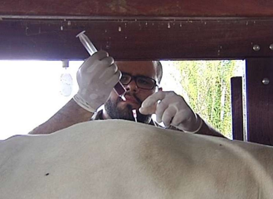 Criadores usam acupuntura para tratar bovinos e cavalos de raça