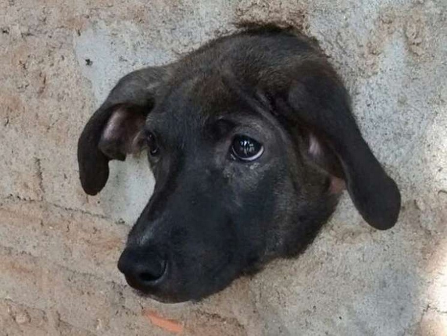 Cão é resgatado após ficar com a cabeça presa em buraco de muro