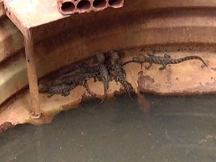 Polícia busca drogas em casa de Birigui e se surpreende com jacarés