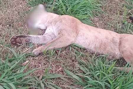 Onça-parda morre após ser atropelada em rodovia no interior de SP