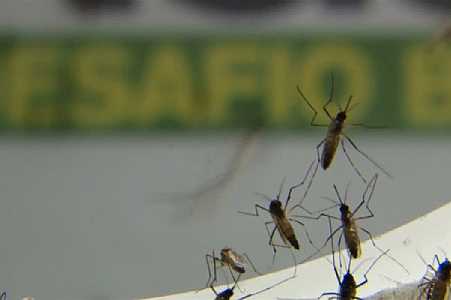 Com aumento de chuvas, Butantan alerta para cuidados com dengue