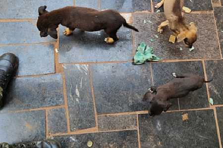 PM Ambiental prende homem em flagrante por maus-tratos de 5 filhotes de cães