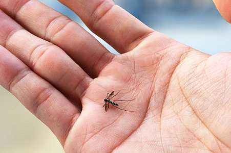 Rio Preto confirma epidemia de chikungunya com 115 casos em janeiro