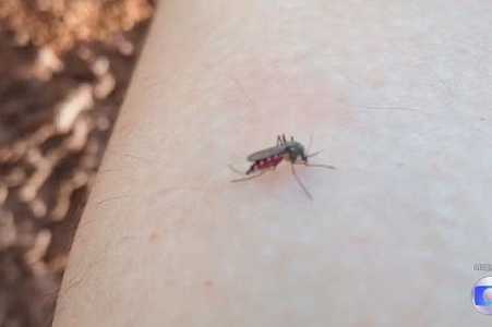 Rio Preto confirma a 3ª morte por dengue no ano
