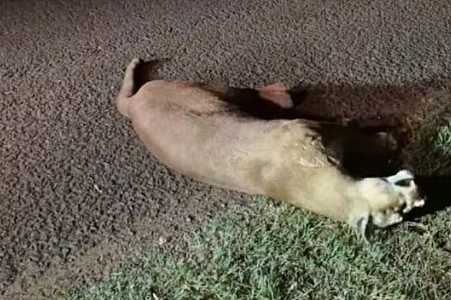 Onça-parda atropelada em rodovia de Araçatuba tinha projéteis no crânio, aponta necropsia
