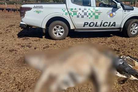 Homem é multado em R$ 75 mil após morte de boi encontrado sem alimento e sem água em propriedade rural
