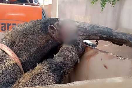 Tamanduá-bandeira é resgatado com queimaduras em incêndio no interior de SP; vídeo