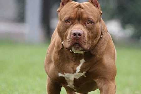 Ex-namorado de mulher morta por pitbulls recebe alta
